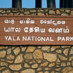 Yala National Park Half Day / Full Day Special Safari Tours - A Deep Dive into the Yala Safari Experience