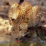 Yala National Park Half Day Safari - 4.30 a.m to 11.30 a.m - Why Choose This Tour?