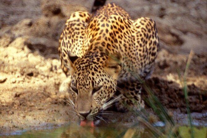 Yala National Park Half Day Safari - 4.30 a.m to 11.30 a.m - Why Choose This Tour?