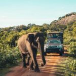 Yala National Park: Leopard Safari Half/Full-Day Safari - Why We Love This Safari Experience