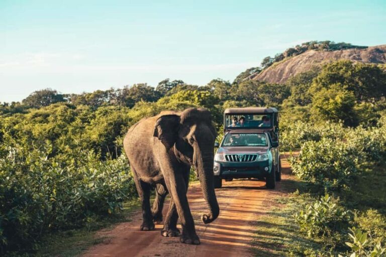 Yala National Park: Leopard Safari Half/Full-Day Safari - Why We Love This Safari Experience