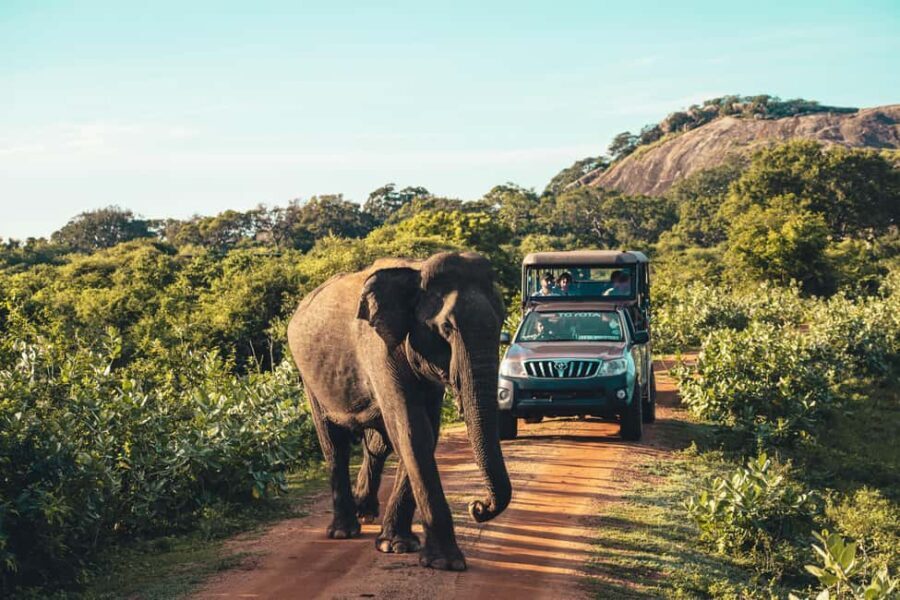 Yala National Park: Leopard Safari Half/Full-Day Safari - Why We Love This Safari Experience