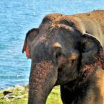 Yala National Park Private Safari - In-Depth Review of the Yala Safari Experience