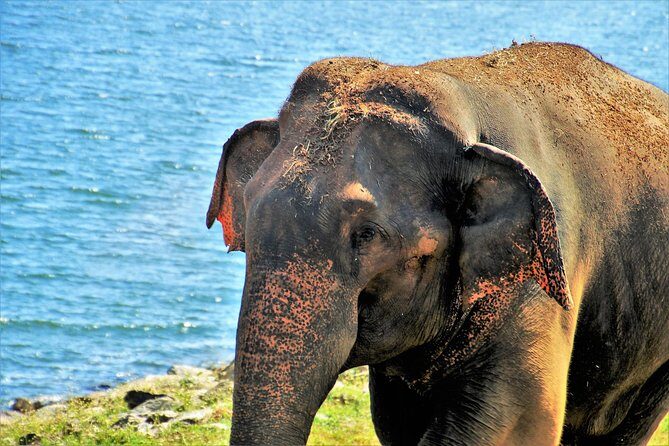 Yala National Park Private Safari - In-Depth Review of the Yala Safari Experience