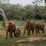 Yala National Park Private Tour with Fast Entry - Practical Details and Considerations