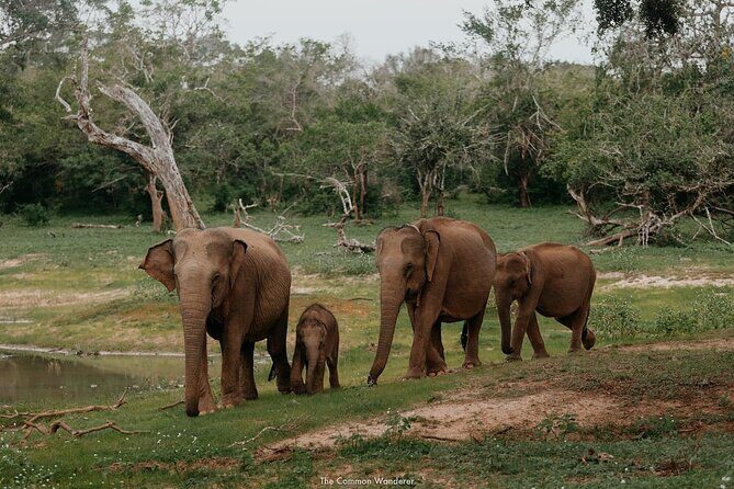Yala National Park Private Tour with Fast Entry - Practical Details and Considerations