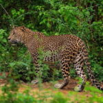 Yala National Park Safari : 3 Options ( 5 h/7 h/ 12 h ) - The Value and Considerations