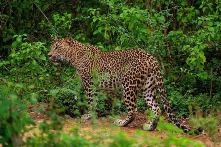 Yala National Park Safari : 3 Options ( 5 h/7 h/ 12 h ) - The Value and Considerations