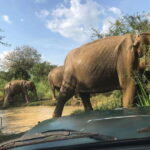 Yala National Park Safari Adventure(Half Day tour) 5 Hour - The Real Experience: A Detailed Look at the Safari