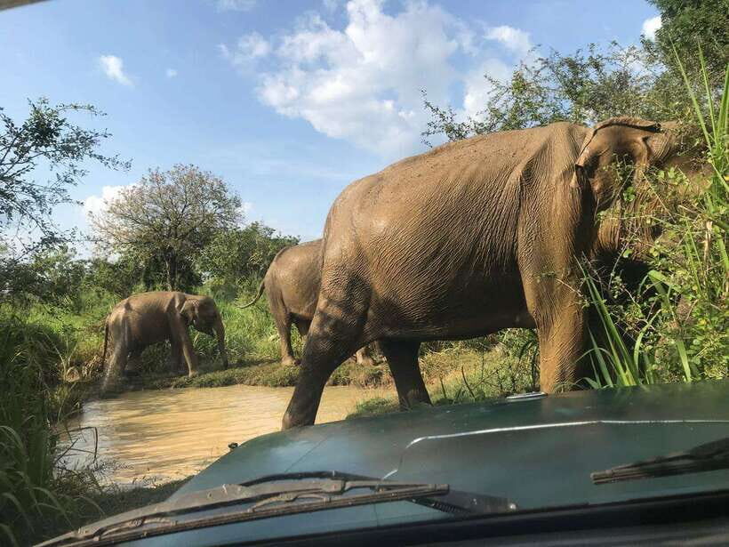 Yala National Park Safari Adventure(Half Day tour) 5 Hour - The Real Experience: A Detailed Look at the Safari