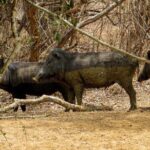 Yala National Park Safari from Bentota - What Makes This Tour Stand Out