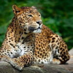 Yala National Park Safari from Hambantota Seaport - Who Should Consider This Safari?
