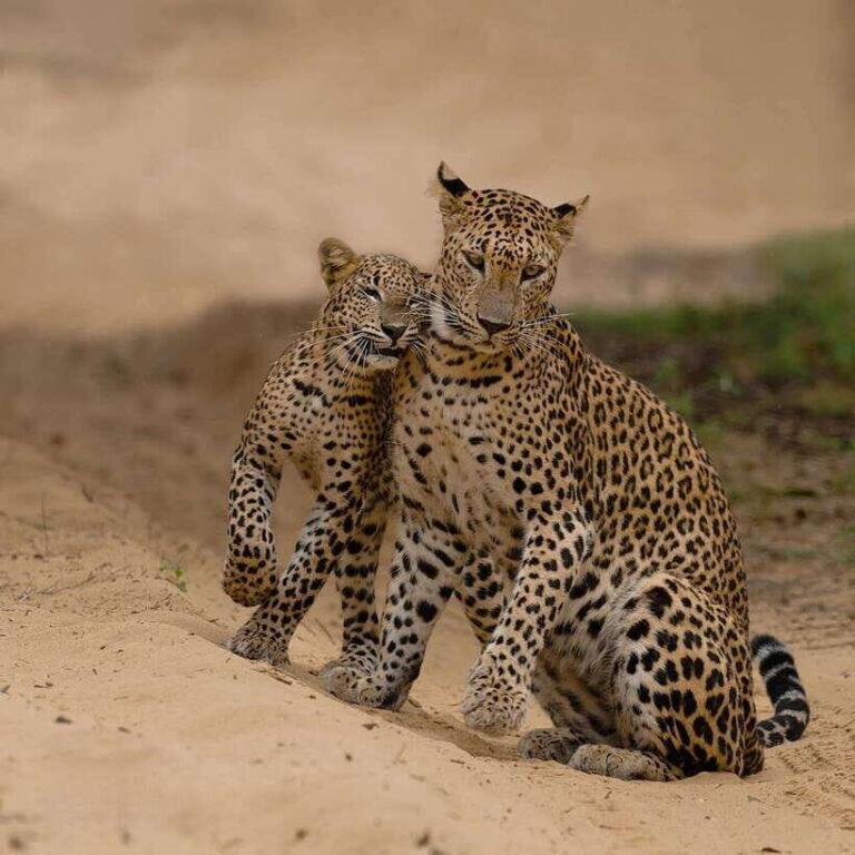 Yala National Park Safari : Half Day or Full Day Tours - An In-Depth Look at the Yala Safari Experience