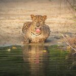 Yala National Park Safari Tours -Half Day & Full Day - Who is this safari best suited for?