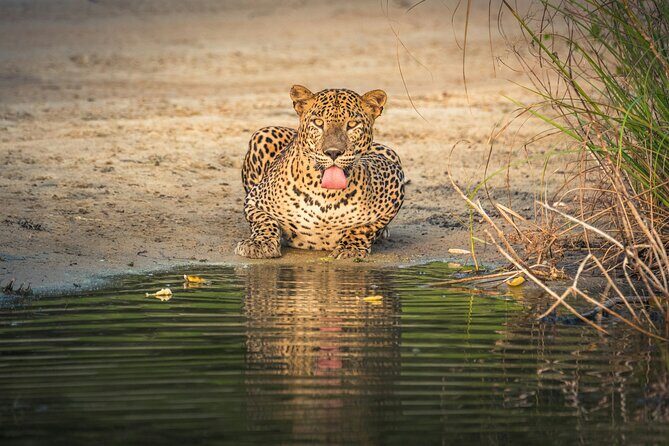 Yala National Park Safari Tours -Half Day & Full Day