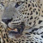 Yala National Park Sharing Safari (5 Hours) - Why This Tour Works for You