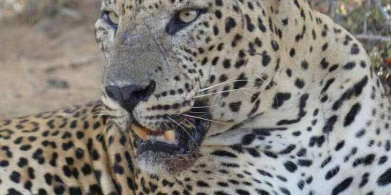 Yala National Park Sharing Safari (5 Hours) - Why This Tour Works for You