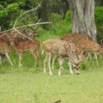 Yala National Park Special Leopard Safari Tour - FAQ