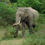 Yala outside Safari & Situlpawwa Temple Visit (ALL INCLUDED) Tour - Why This Tour Stands Out