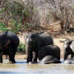 Yala: Private Safari Day Trip with Lunch & Entry Fees - The Sum Up