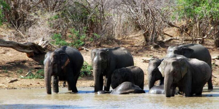 Yala: Private Safari Day Trip with Lunch & Entry Fees - The Sum Up