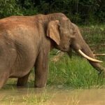 Yala Safari Half Day Tour - Exploring the Yala Safari Half Day Tour in Detail