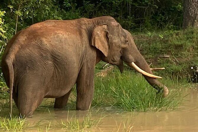 Yala Safari Half Day Tour - Exploring the Yala Safari Half Day Tour in Detail