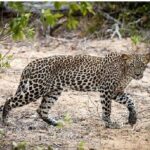 Yala Safari Private Day Tour Kaluthara/Beruwala/Bentota/Kosgoda/Ahungalla - Who Should Consider This Tour?