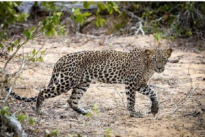 Yala Safari Private Day Tour Kaluthara/Beruwala/Bentota/Kosgoda/Ahungalla - Who Should Consider This Tour?