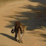 Yala Safari Tour from Hambantota Port area (Shore Excursion) - Who Should Consider This Tour?