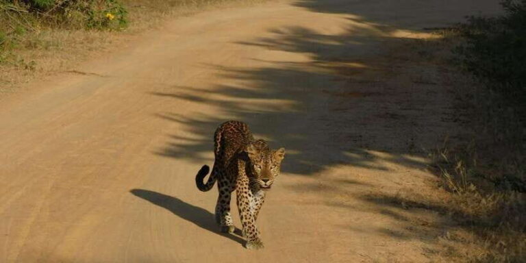 Yala Safari Tour from Hambantota Port area (Shore Excursion) - Who Should Consider This Tour?