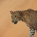 Yala Safari Tour from Hambantota Port by Ajith Safaris - A Deep Dive into the Yala Safari Tour Experience