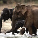 Yala safari Tours Morning /Afternoon /Fullday - FAQ