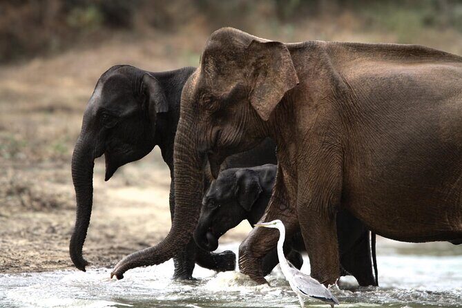 Yala safari Tours Morning /Afternoon /Fullday - FAQ