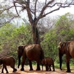 Yala Safari - Yala National Park - FAQs
