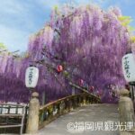 Yanagawa Great Wisteria and Traditional Canal Boat Experience - Who Should Consider This Tour?
