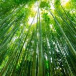 Yokohama and Kamakura Private Day Trip from Tokyo - Who is This Tour Best For?