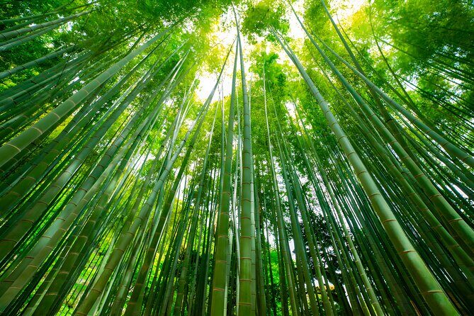 Yokohama and Kamakura Private Day Trip from Tokyo - Who is This Tour Best For?