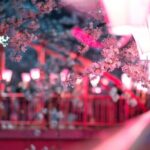 Yokohama Cherry Blossom Half Day Walking Tour with a Local Guide - Why We Think This Tour Offers Good Value