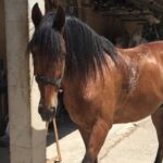 1.5 hr Horseback Riding Montevideo, Uruguay, with transportation - The Cost and Value