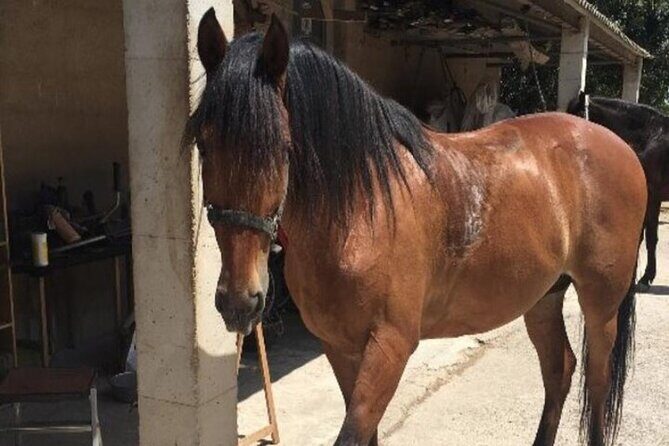 1.5 hr Horseback Riding Montevideo, Uruguay, with transportation - The Cost and Value