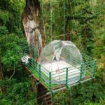 1 Day Tree Climbing and Rappelling Experience with Accommodation - Authentic Experiences Backed by Rave Reviews