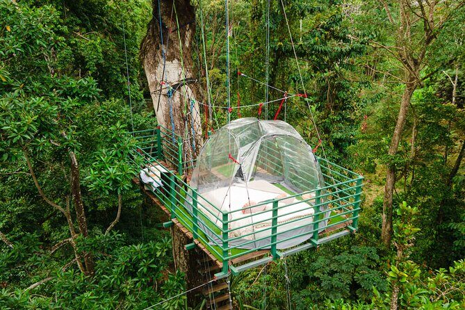 1 Day Tree Climbing and Rappelling Experience with Accommodation - Authentic Experiences Backed by Rave Reviews