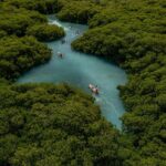 1 Hour Mangrove Kayak Tour - Who Should Book This Tour?