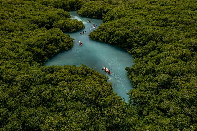 1 Hour Mangrove Kayak Tour - Who Should Book This Tour?