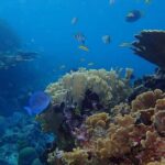 1 Stop Snorkel Adventure with Beach Break - Final Thoughts