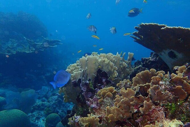 1 Stop Snorkel Adventure with Beach Break - Final Thoughts