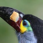 10 Days Birding Photo tour from Andes to Amazon of Ecuador - Exploring Ecuador’s Birding and Biodiversity in Depth