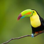 10 Days Essential Costa Rica - Package with Manuel Antonio National Park - Frequently Asked Questions