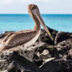 10 Days Galapagos Island Hopping - Final Thoughts on Who This Tour Suits Best